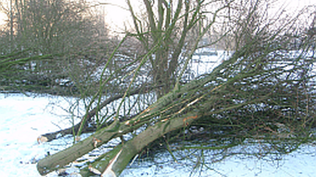 Bomen-gekapt-in-Imkerspark.png