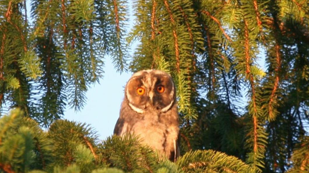 De kap van bomen voor de aanleg van de nieuwe Ecowijk zorgde ervoor dat de daar nestelende ransuilen in het broedseizoen van hun nesten verjaagd werden. Omwonenden hebben de uilen dagenlang horen roepen (foto: Marco van Strijen) Ransuil.jpg